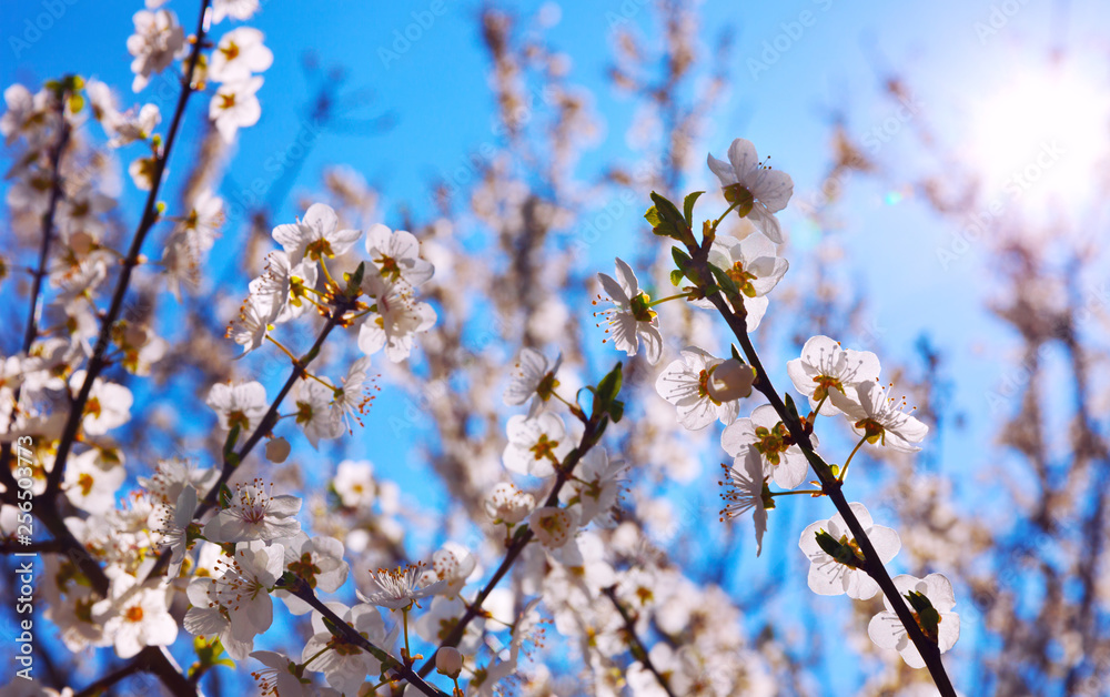 Cherry Blossom trees, Nature and Spring time background. Cherry Blossom trees, Nature and Spring time background.