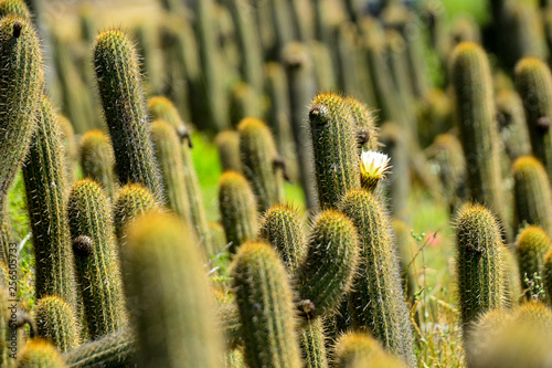 Cactus & Flower