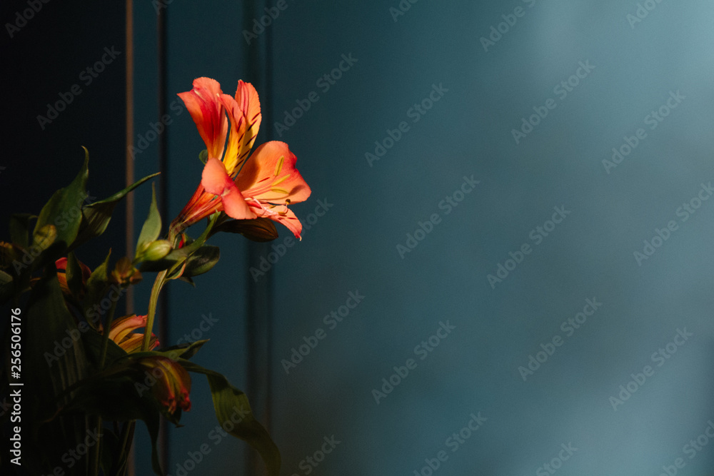 Obraz premium Lily flower on the dark background. Condolence card. Empty copy space
