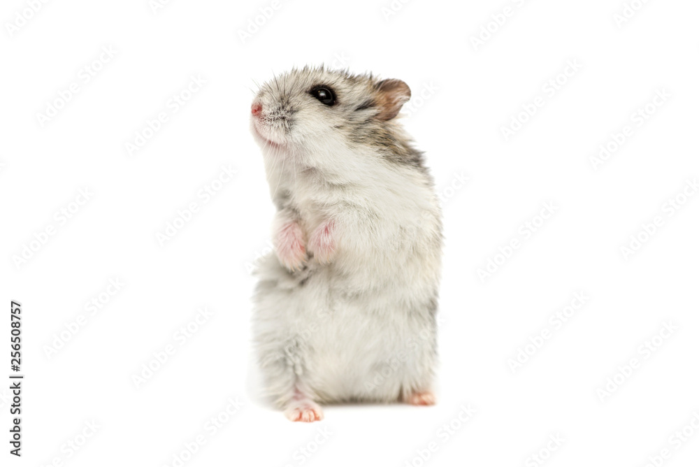 Obraz premium Small domestic hamster isolated on white background. Gray Syrian hamster stands on his hind legs isolated on a white background