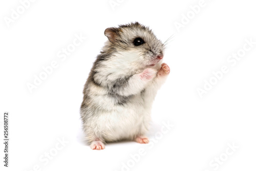 Small domestic hamster isolated on white background. Gray Syrian hamster stands on his hind legs isolated on a white background