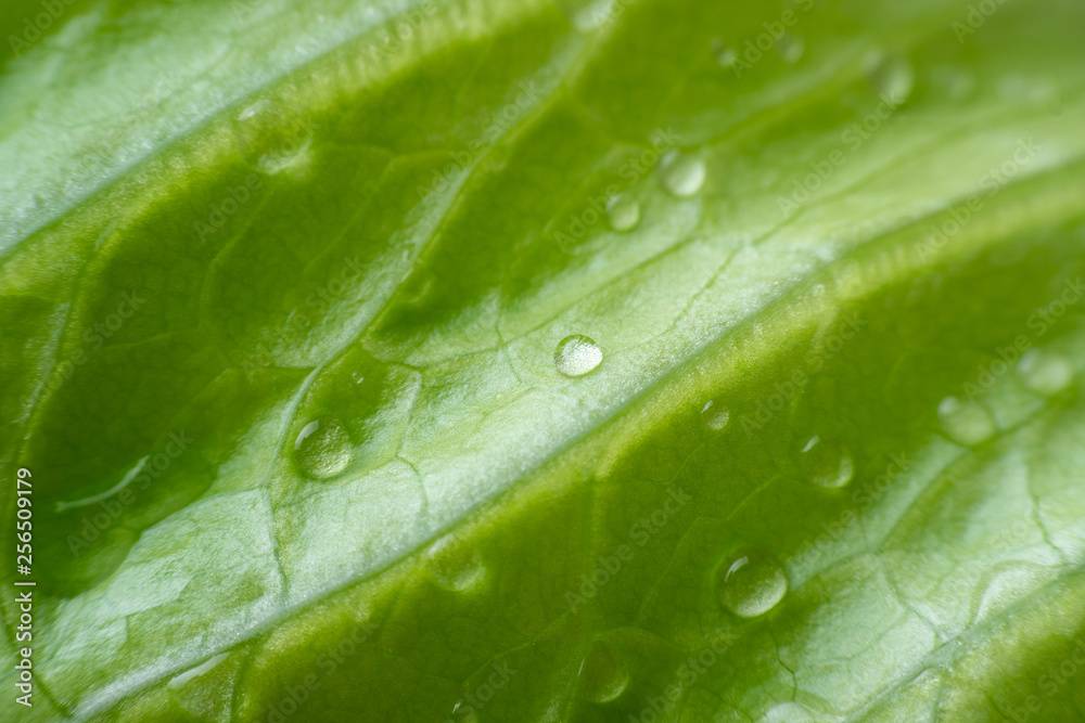 texture of lettuce leaves with water drops close-up. macro photography green background texture of lettuce leaves with water drops close-up. macro photography green background