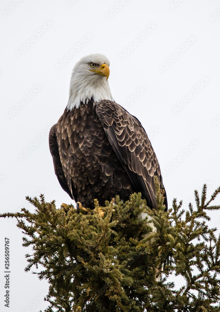 Obraz premium Bald eagle perched 