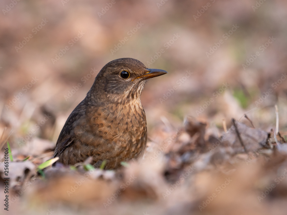 Thrush on ground. Thrush looking for food. Thrush closeup. Thrush on ground. Thrush looking for food. Thrush closeup.