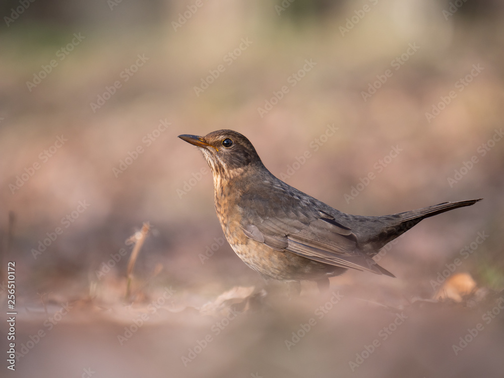 Thrush on ground. Thrush looking for food. Thrush closeup. Thrush on ground. Thrush looking for food. Thrush closeup.