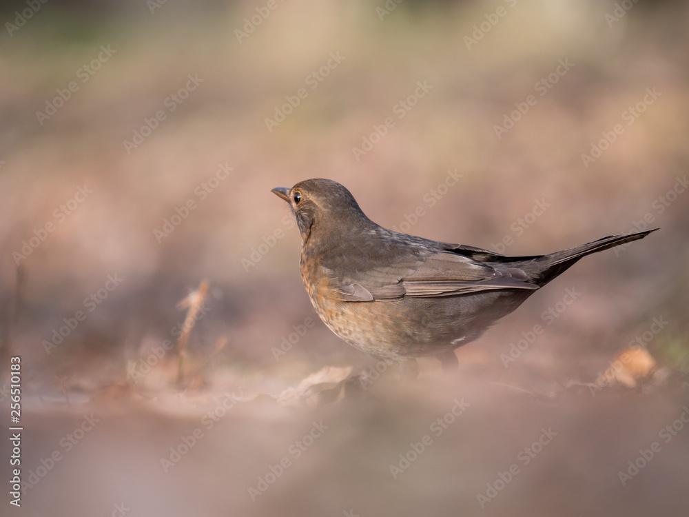 Thrush on ground. Thrush looking for food. Thrush closeup.