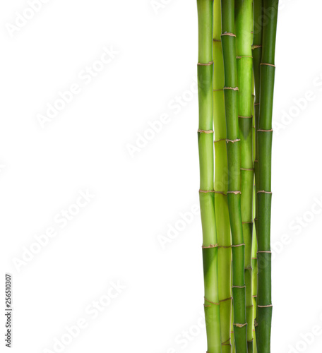  Branches of Bamboo isolated on white background.