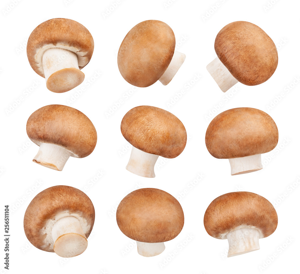 mushrooms mushrooms
