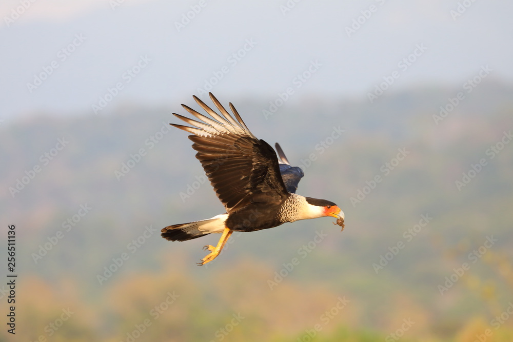 Obraz premium Caracara huppé