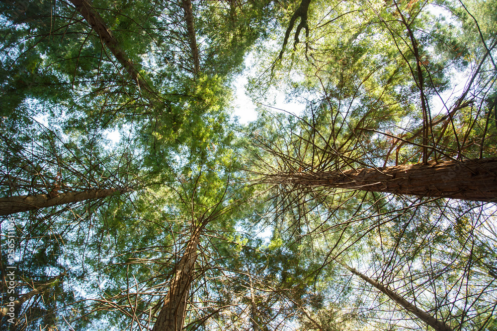 Fototapeta premium Park sequoias in Sochi Arboretum.