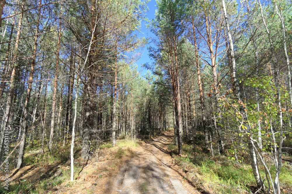 Forest road in early autumn. Trees wall stand to the left and right of the road. Forest road in early autumn. Trees wall stand to the left and right of the road.