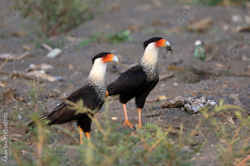 couple de Caracara hupp  