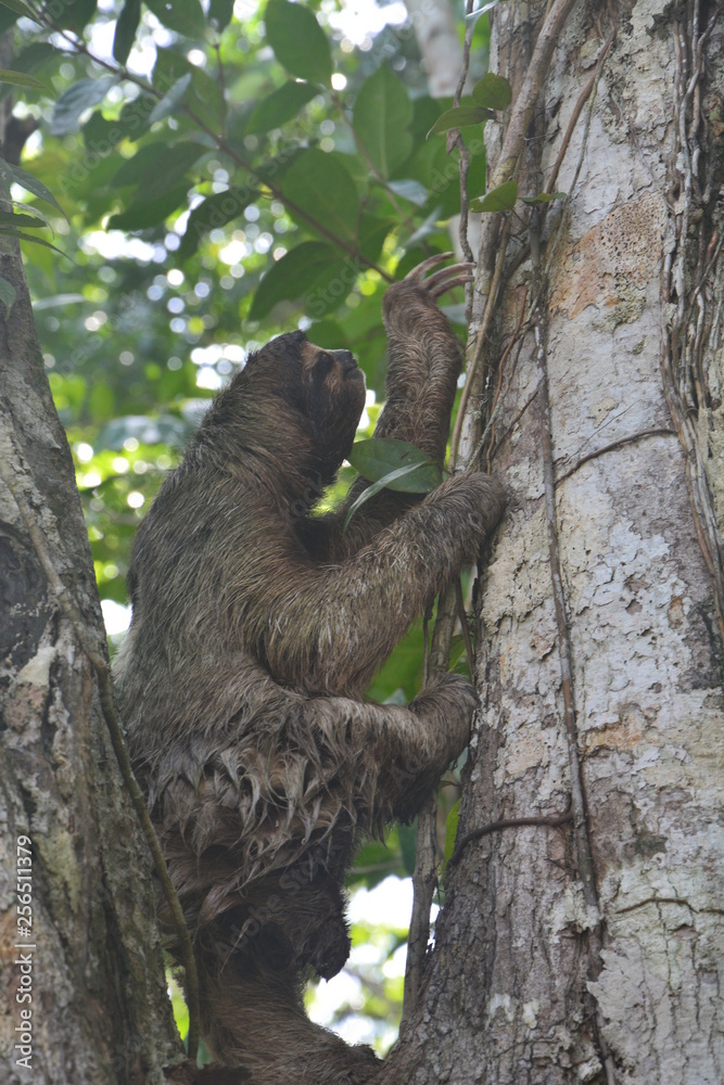 Fototapeta premium Paresseux Bocas del Toro Panama - Sloth Carenero island Panama