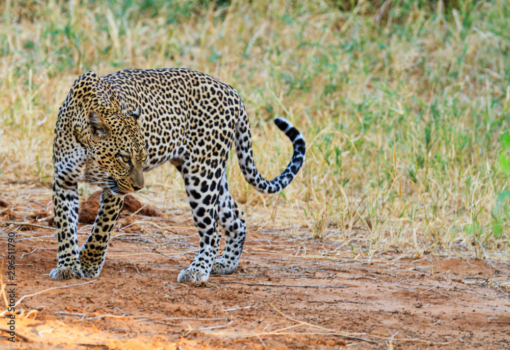 Obraz premium Leopard Panthera pardus Solitary powerful big cat walking Side view face head body copy space Samburu National Reserve Kenya East Africa safari animal big five vulnerable species