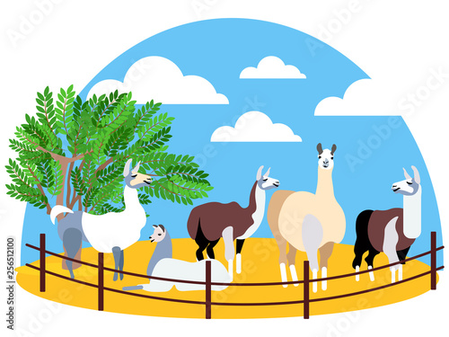 Seth, animals lama. Farming. In minimalist style Cartoon flat Vector