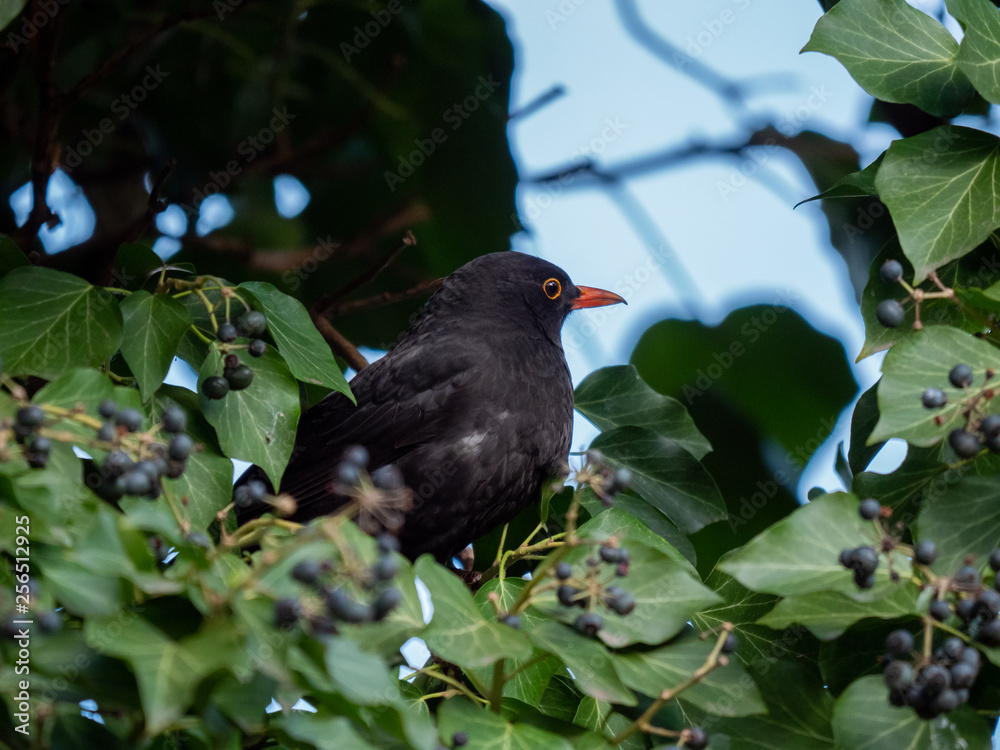 Blackbird on tree. Thrush looking on tree. Blackbird closeup. Blackbird on tree. Thrush looking on tree. Blackbird closeup.