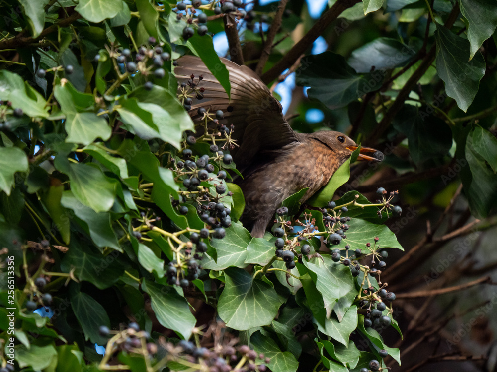 Blackbird on tree. Thrush looking on tree. Blackbird closeup.