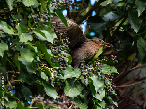 Blackbird on tree. Thrush looking on tree. Blackbird closeup.