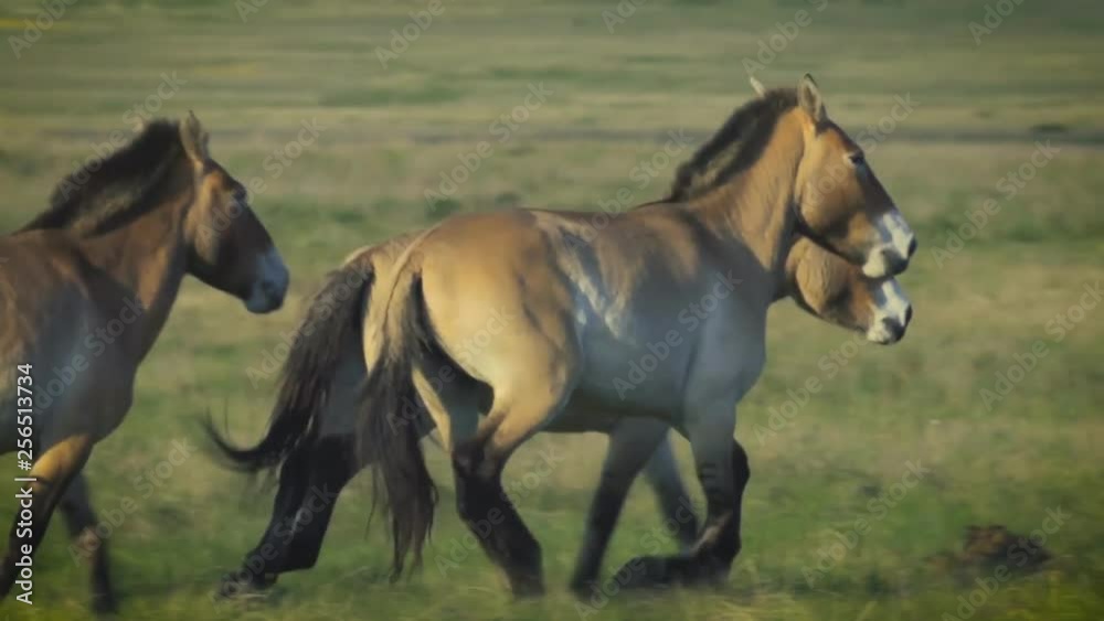 Horse Przewalski (Equus ferus przewalskii) in the steppe. Horse Przewalski (Equus ferus przewalskii) in the steppe.