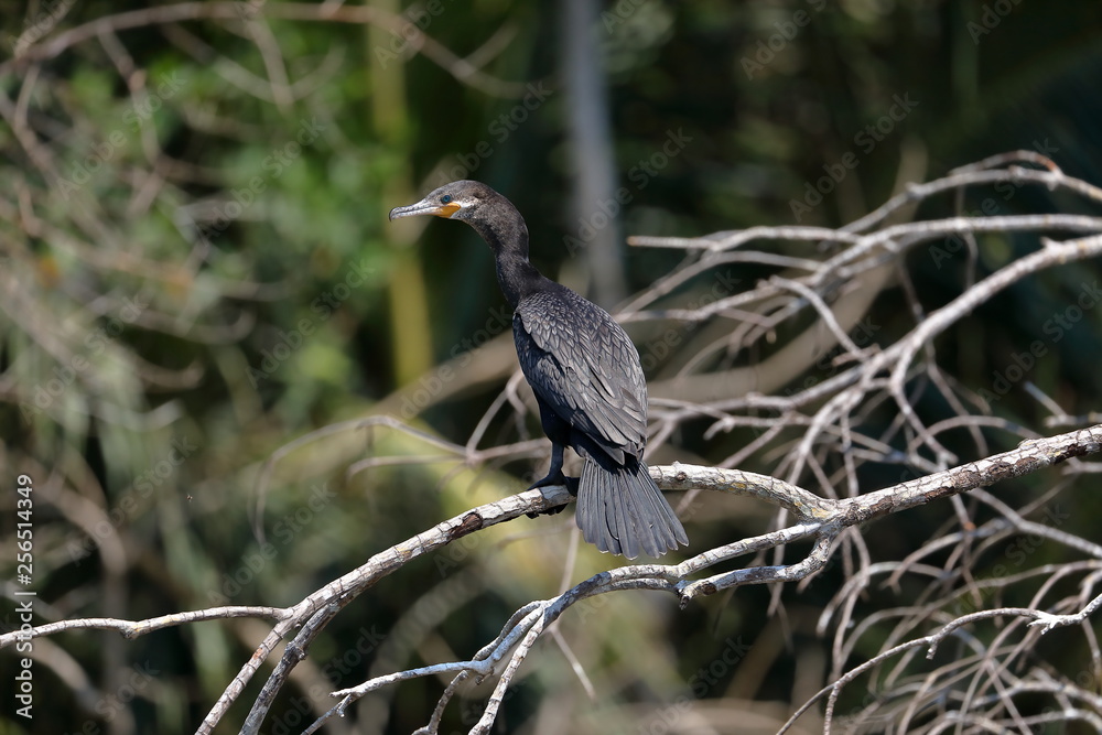 Cormoran Vigua