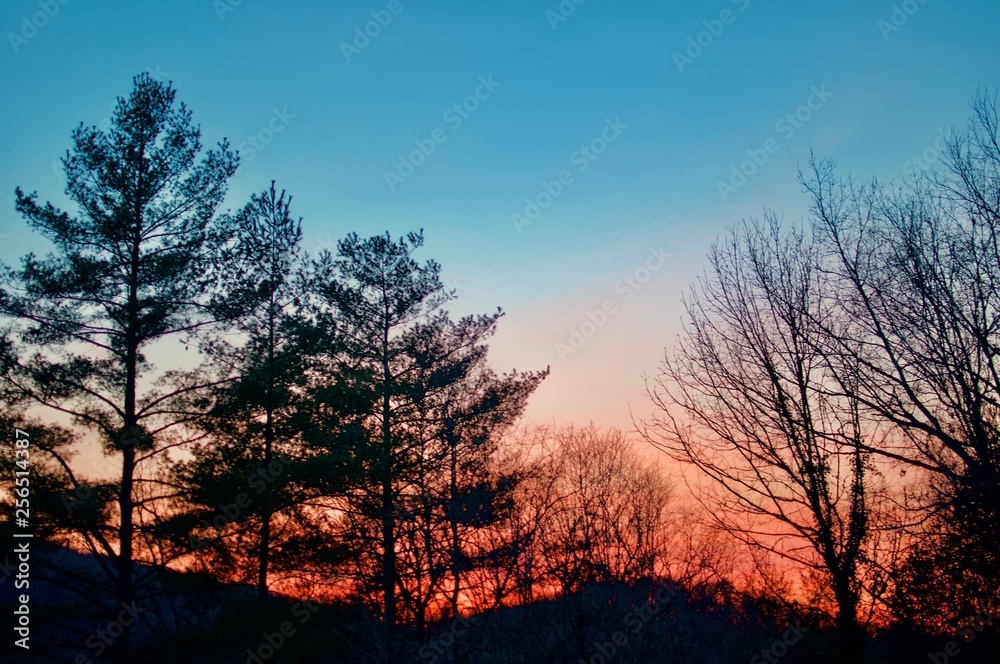Fototapeta premium Sunset in the Woods at Night