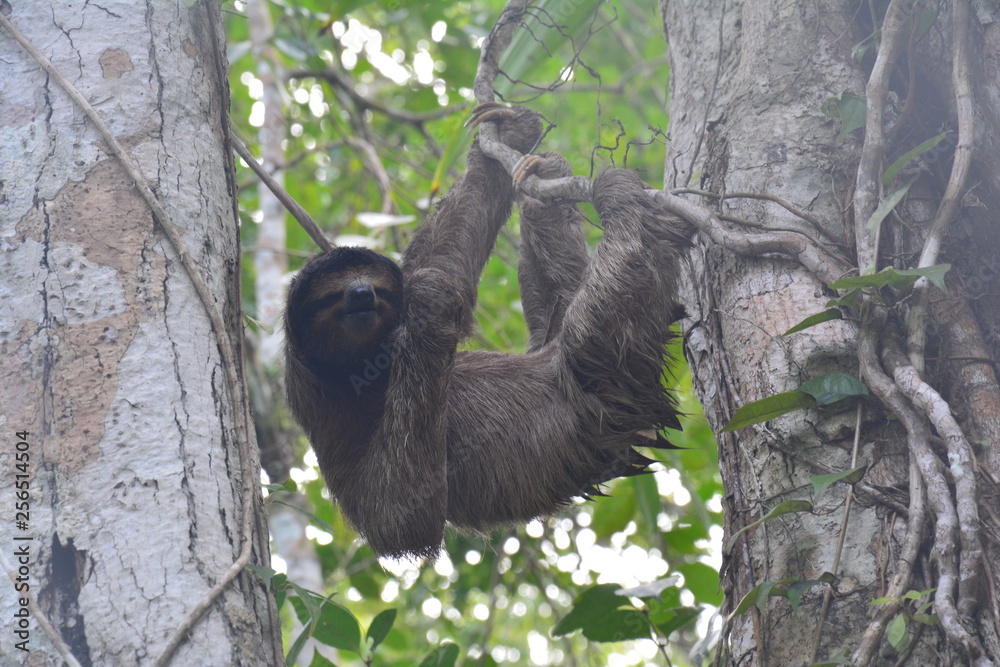 Fototapeta premium Paresseux Bocas del Toro Panama - Sloth Carenero island Panama