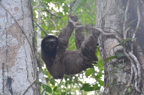 Paresseux Bocas del Toro Panama - Sloth Carenero island Panama