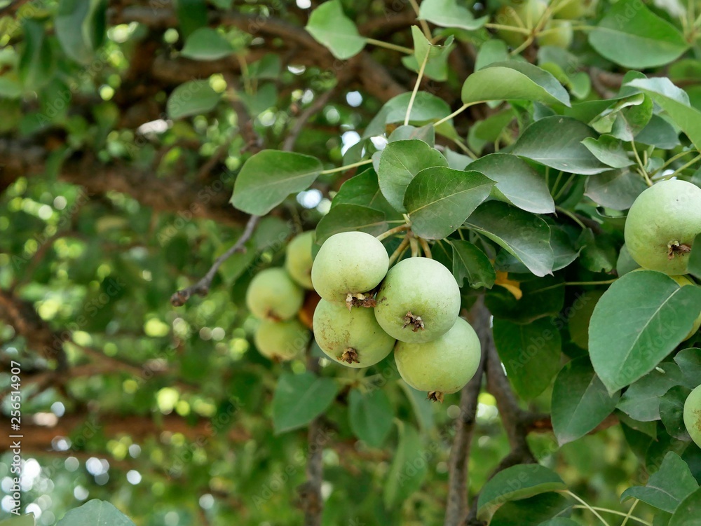 Green apples on the branch in the garden, summer season
