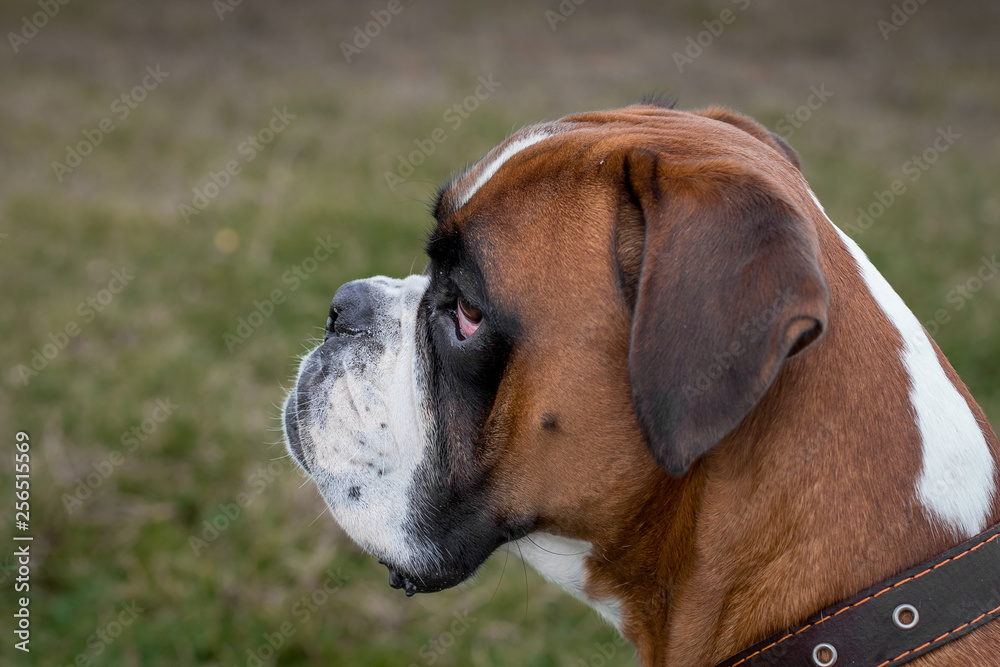Fototapeta premium Dog breed German boxer