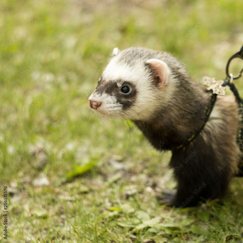 ferret on a walk ferret on a walk