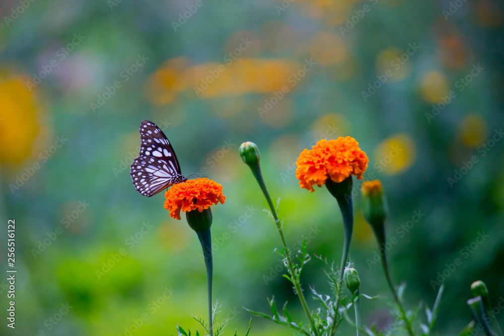 Blue Spotted Milkweed Butterfly sitting on the Marigold flower plants and drinking Nectar Blue Spotted Milkweed Butterfly sitting on the Marigold flower plants and drinking Nectar