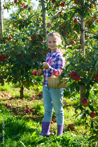 Child picking apples on a farm in autumn. Little girl playing in apple tree orchard. Kids pick fruit in a basket. © oksanatrautwein