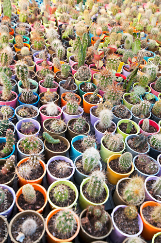 cactus nursery - small, different and colorful cacti in colorful pots