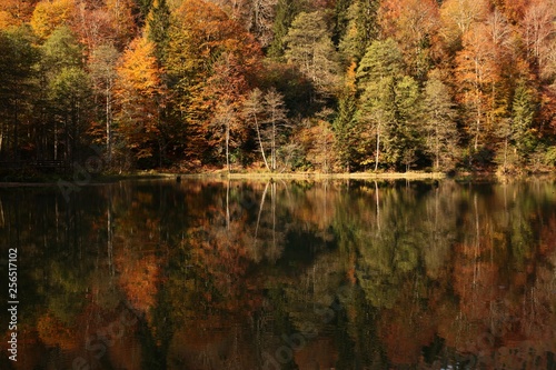 Landscape in the forest with a lake.savsat artvin turkey