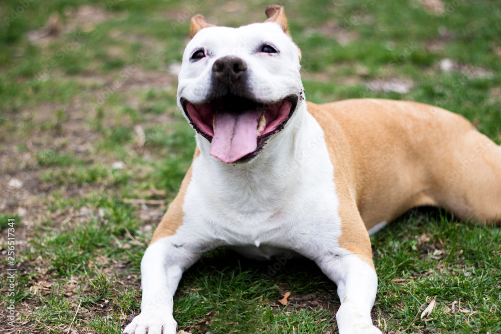 Friendly Dog having a big smile