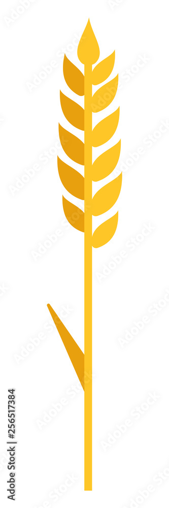 Wheat spike vector flat isolated Wheat spike vector flat isolated