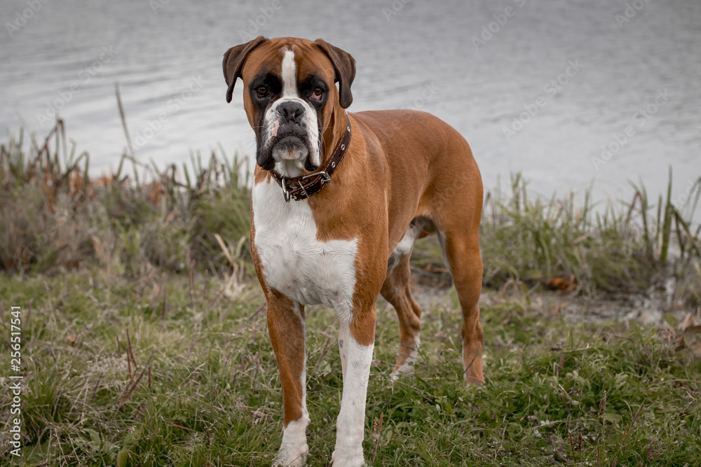 Dog breed German boxer Dog breed German boxer