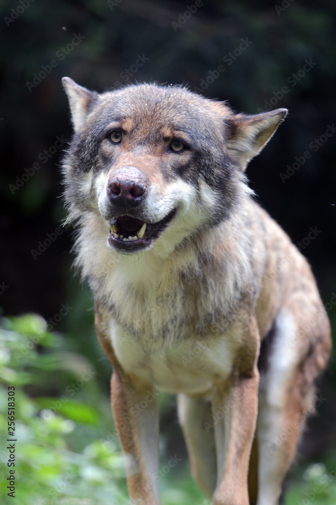 Obraz premium Loup gris