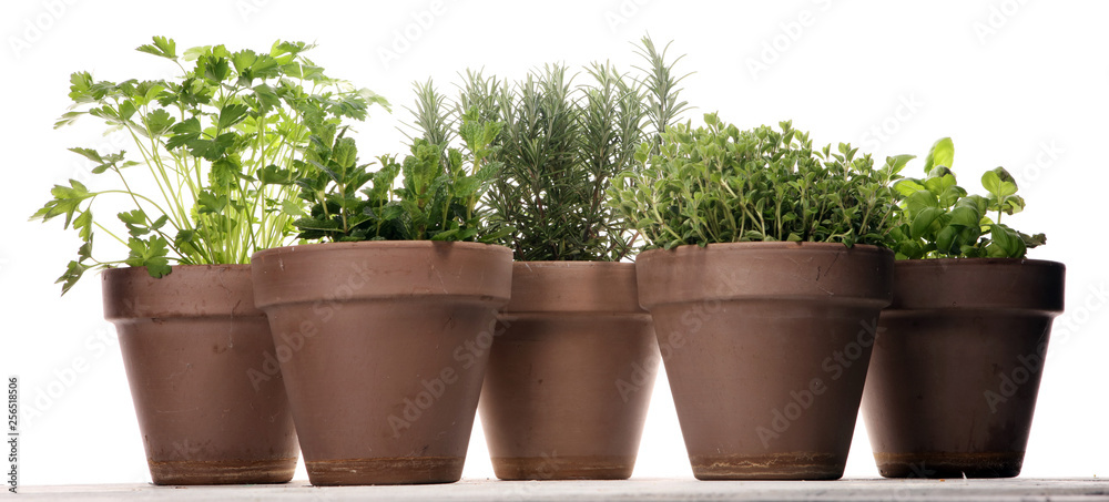 Fototapeta Homegrown and aromatic herbs in old clay pots