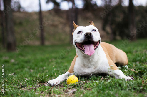 Friendly Dog having a big smile