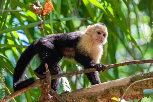 capuchin  monkey on a tree in the jungle  Costa Rica 