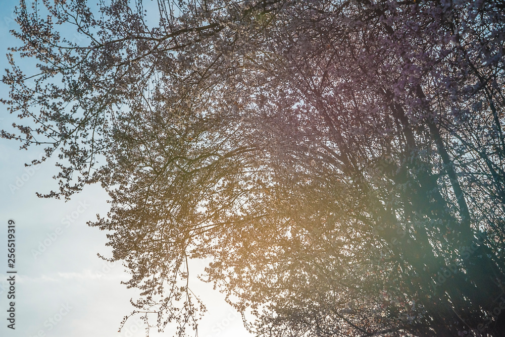 Fototapeta premium Sunlight throuth the blooming sakura