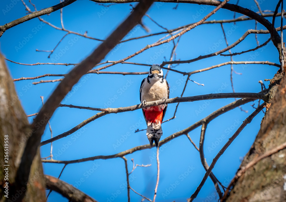 Woodpecker sitting on the branch with blue sky background