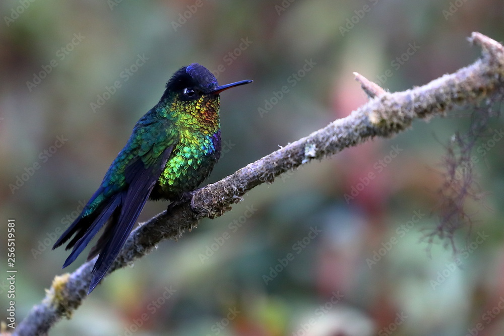 Colibri