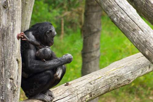 Bonobo