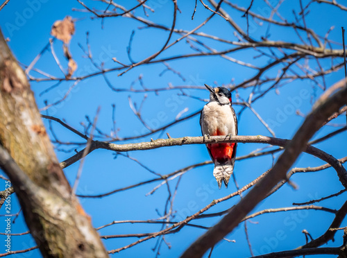 Woodpecker sitting on the branch with blue sky background