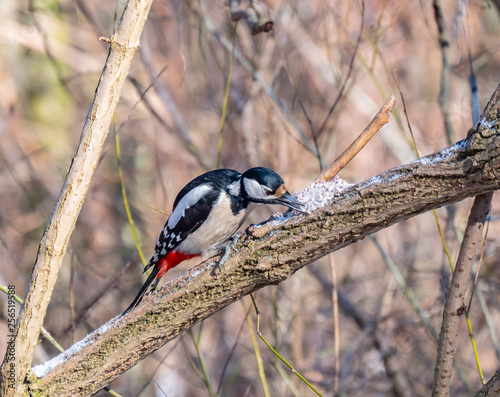 Woodpecker close up, winter season, eating fat with grains