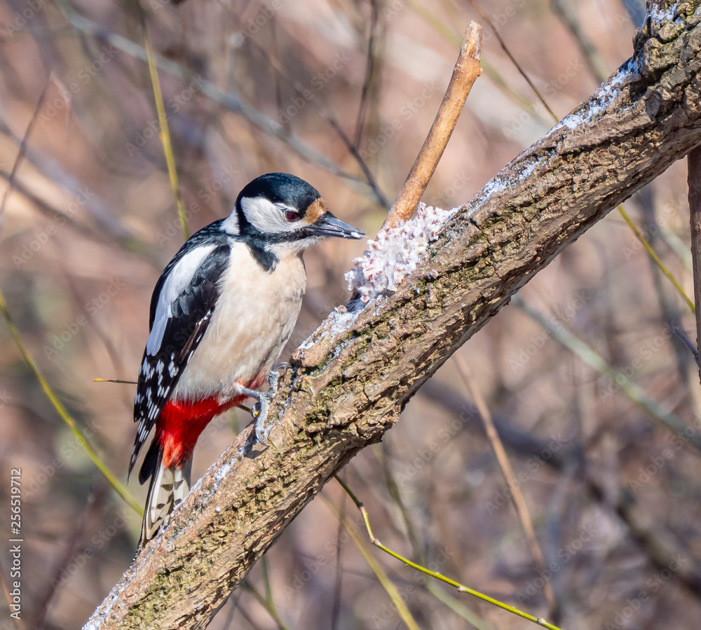 Woodpecker close up, winter season, eating fat with grains