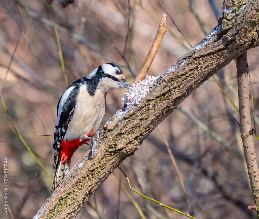 Woodpecker close up, winter season, eating fat with grains