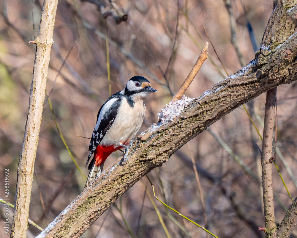 Woodpecker close up, winter season, eating fat with grains
